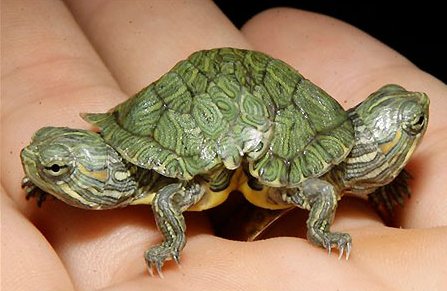 File:20070928 Two-Headed Turtle.jpg