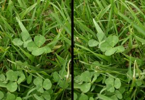 File:Clover 2007-05-02@13-51-59 walleyed.jpg