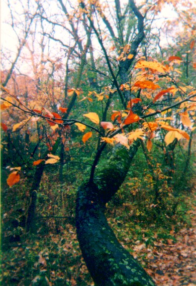 File:200010 Fall.jpg