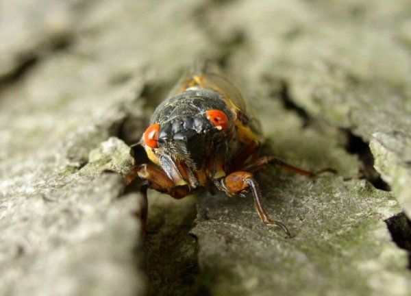 File:2007-05-26@14-36 Cicada Are you lookin at me.jpg