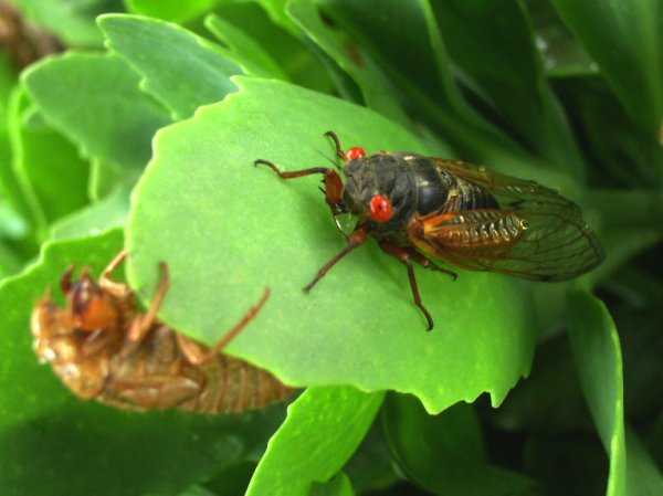 File:2007-05-26@14-31 Cicada They're coming!.jpg
