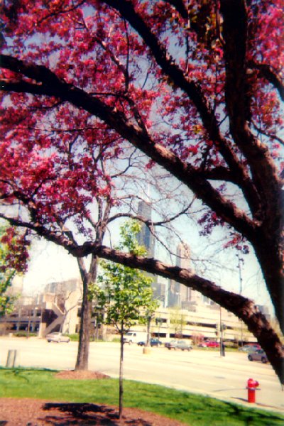 File:200005a Chicago in spring.jpg