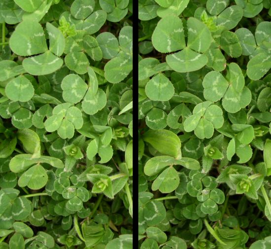 File:Clover 2007-05-02@13-49-18 crosseyed.jpg