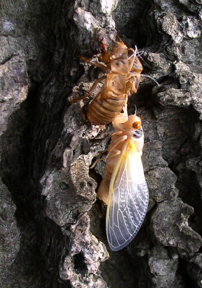 File:2007-06-06@23-07 Cicada Freshly molted.jpg
